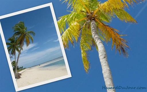 Mon photoblog de Miami et dailleurs... montage miami palmier plage Mon photoblog de Miami et dailleurs...